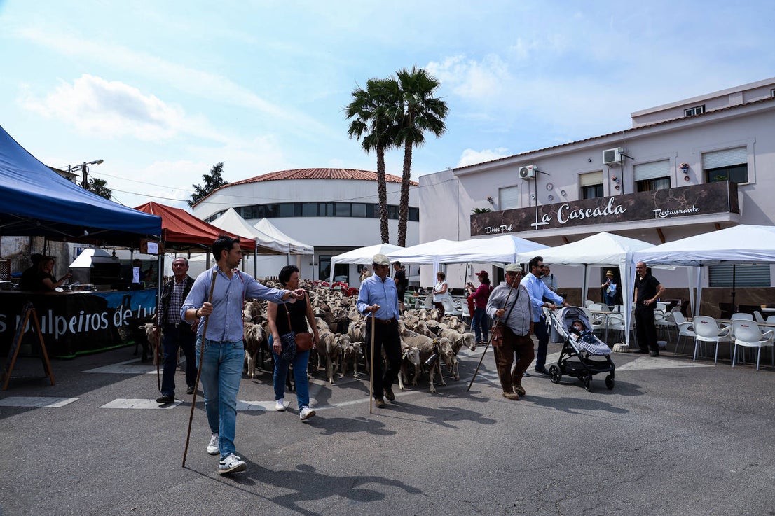 XII Vive la Trashumancia y IV Feria del Queso Artesano (V)