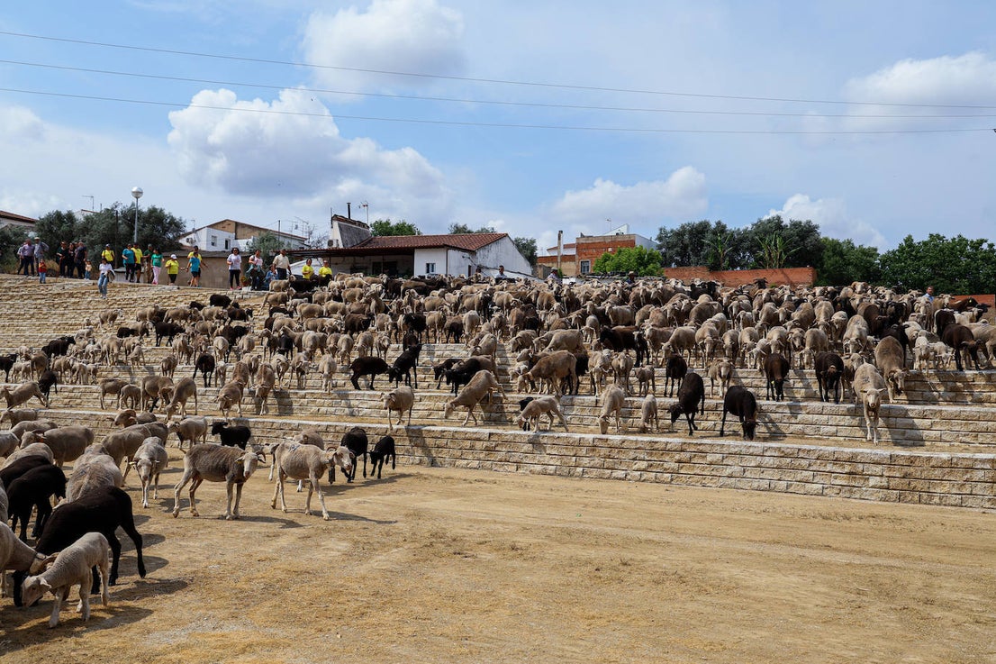 XII Vive la Trashumancia y IV Feria del Queso Artesano (V)