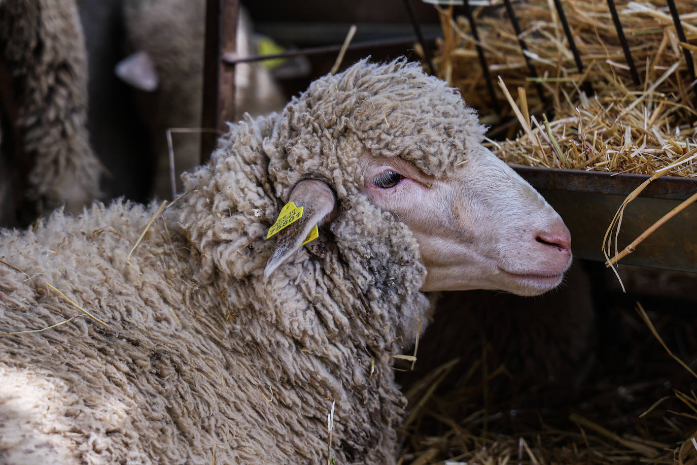 XII Vive la Trashumancia y IV Feria del Queso Artesano (III)