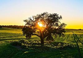 Atardecer en el parque