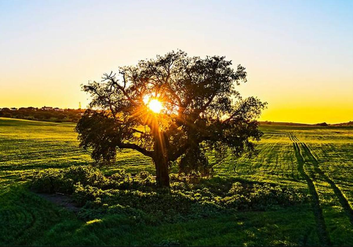 Atardecer en el parque
