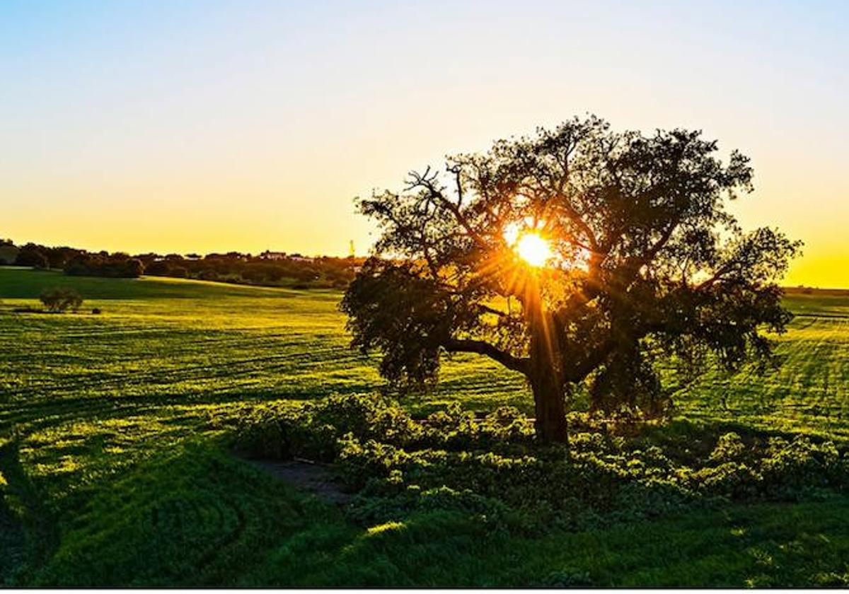 Atardecer en el parque