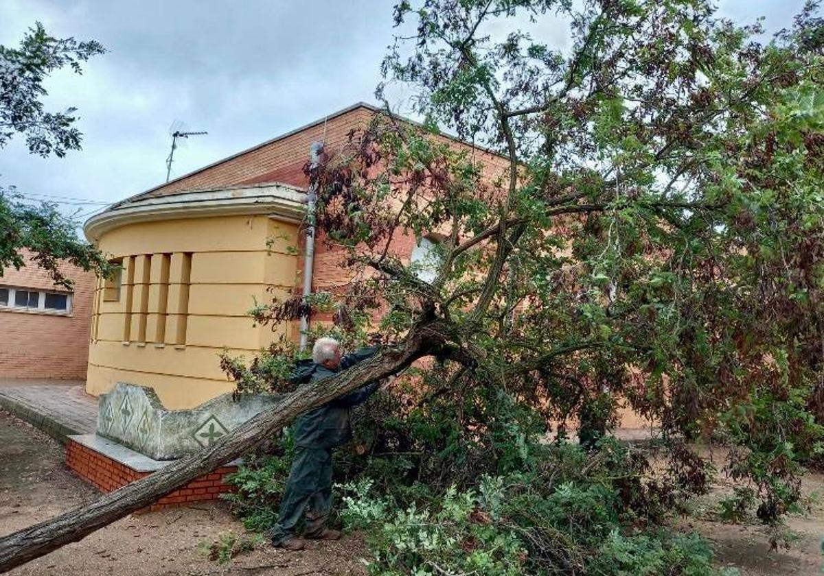 Árbol derribado junto al CEIP 'César Hurtado Delicado'