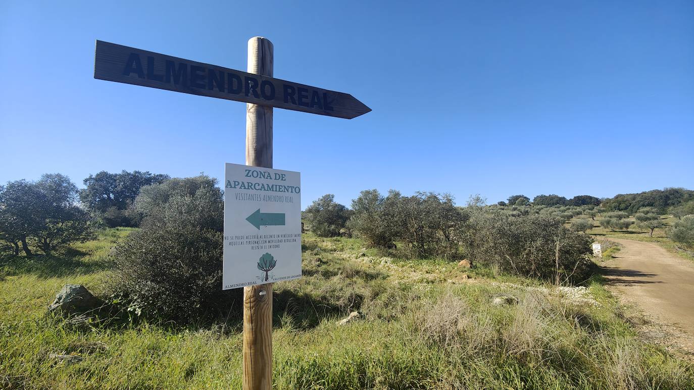 Fotos: Almendro Real (I)