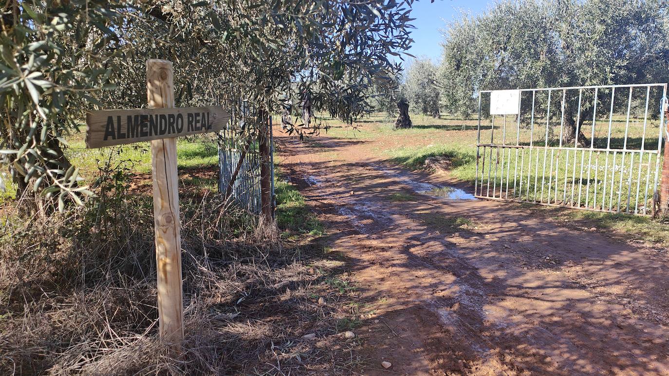 Fotos: Almendro Real (I)