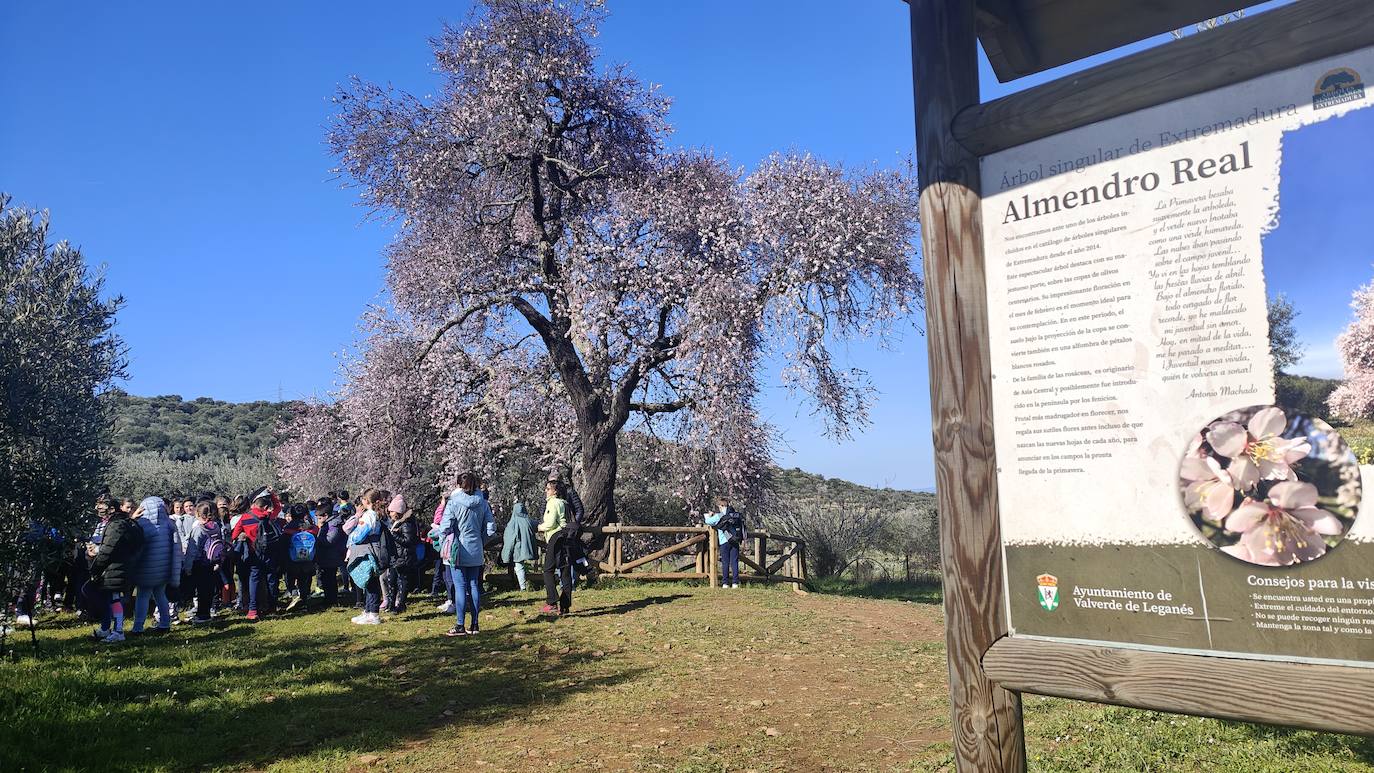 Fotos: Almendro Real (I)