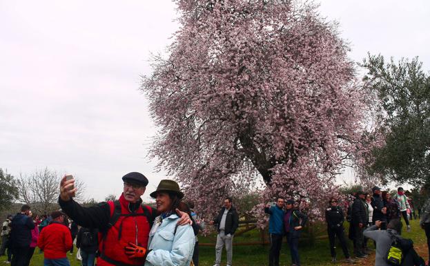 Los visitantes se fotografían junto al Almendro Real