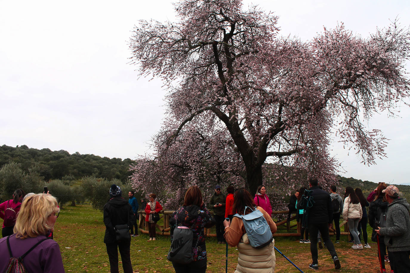 Fotos: Almendro Real (II)