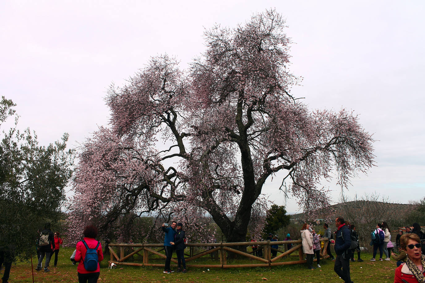 Fotos: Almendro Real (II)
