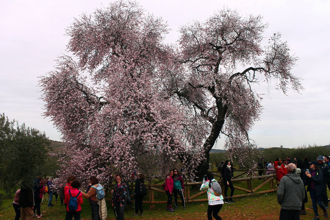 Fotos: Almendro Real (II)