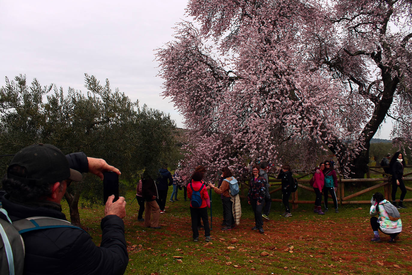 Fotos: Almendro Real (II)
