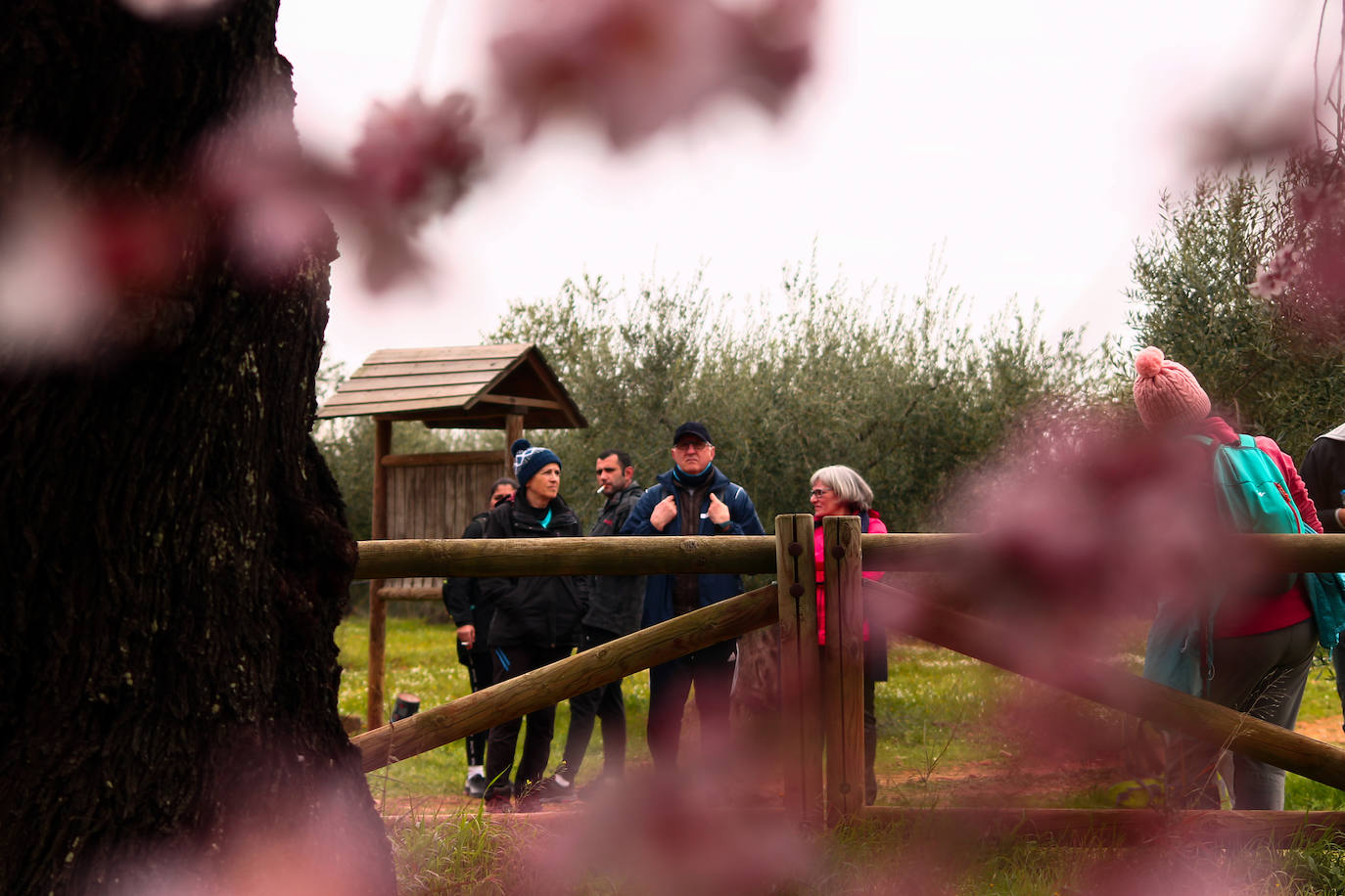 Fotos: Almendro Real (II)