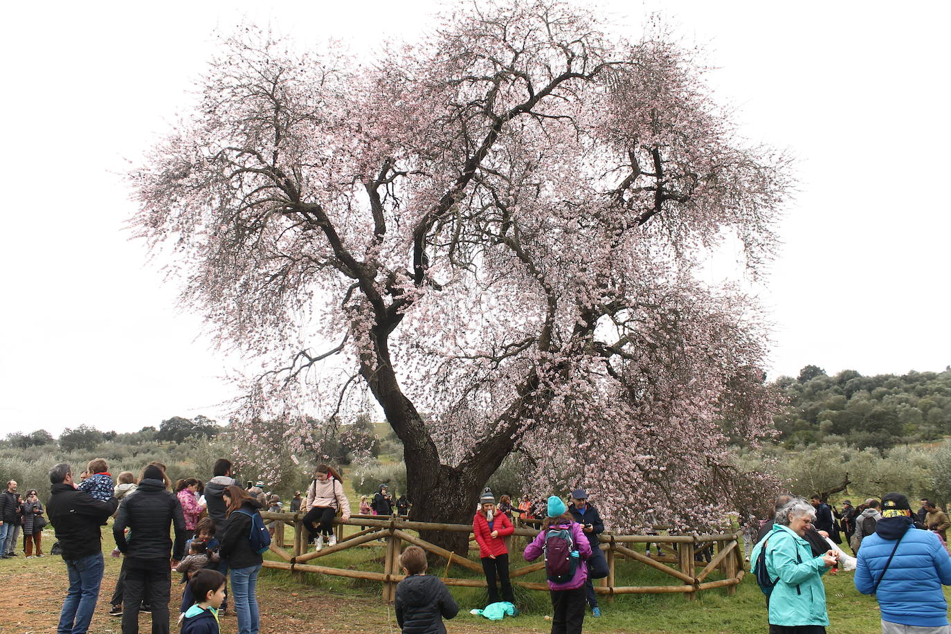 Fotos: Almendro Real (II)