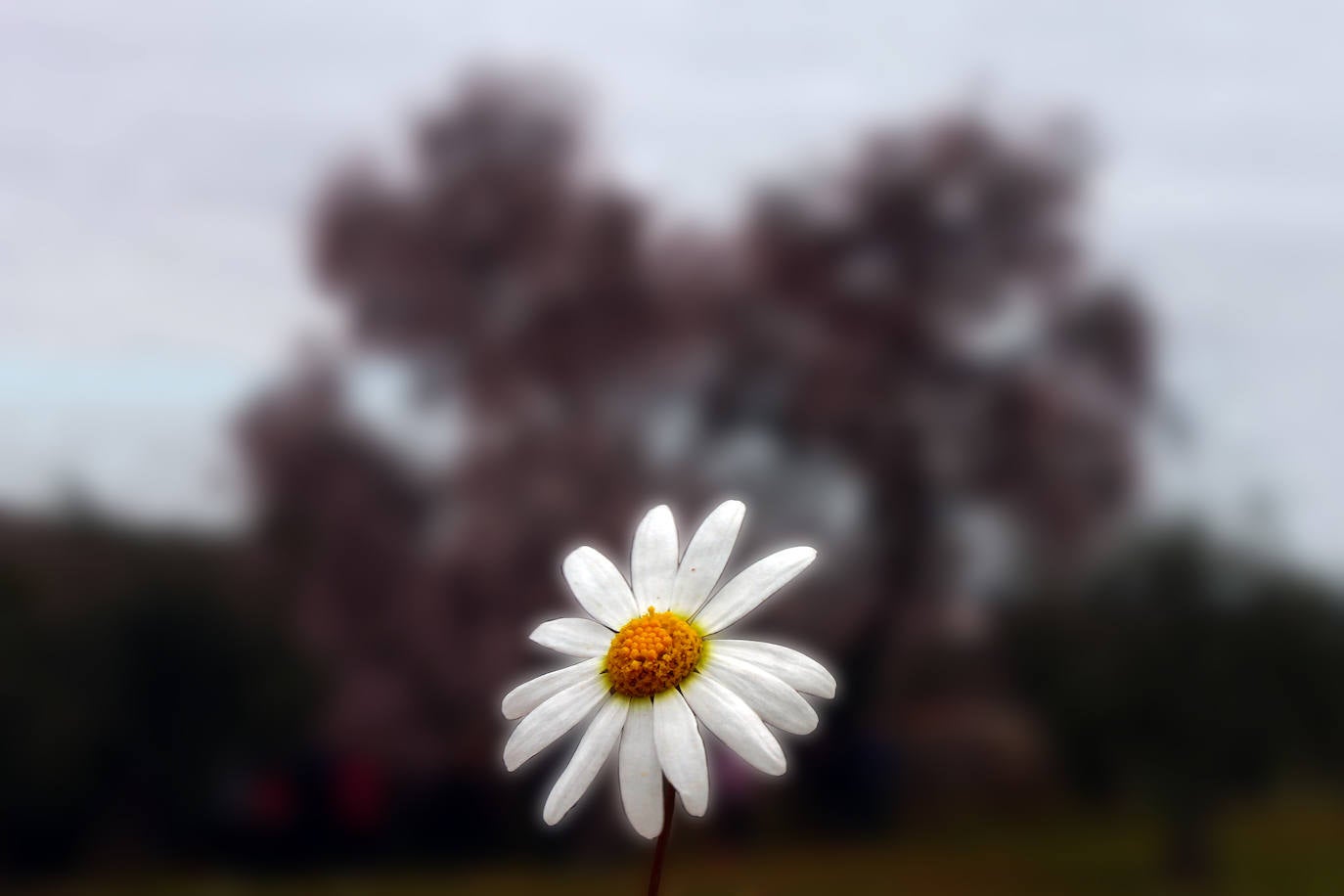 Fotos: Almendro Real (II)