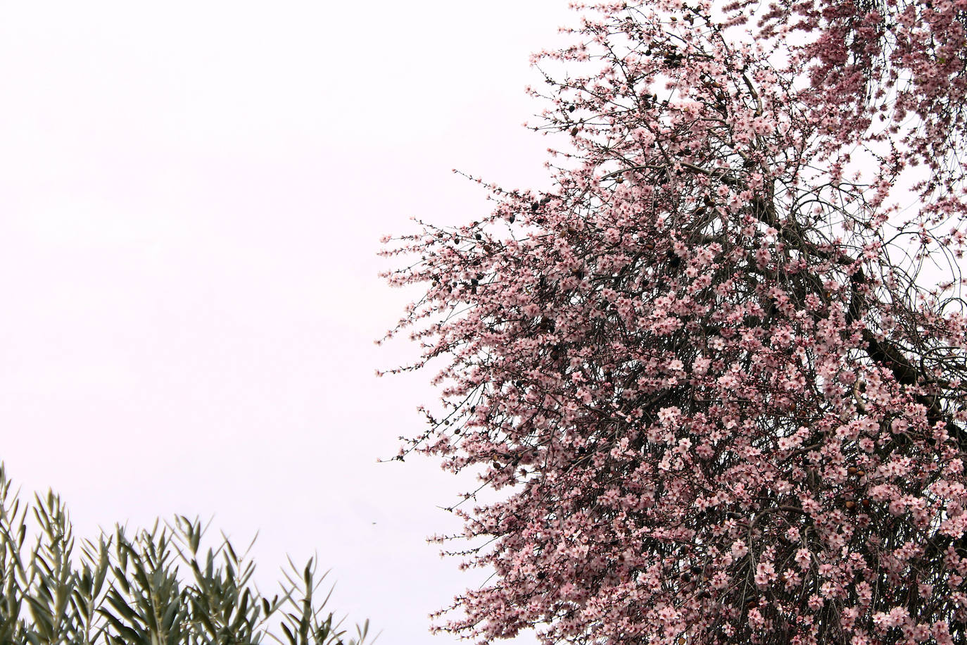 Fotos: Almendro Real (II)