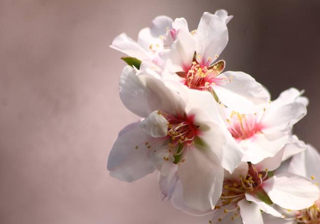 Flores del Almendro Real