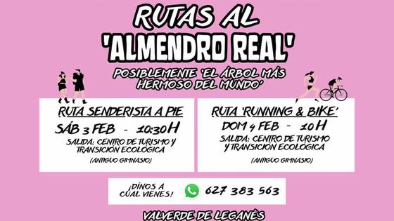 Este sábado y domingo hay dos rutas para visitar al Almendro Real