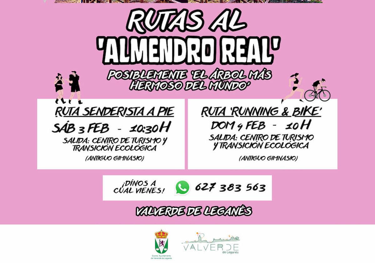 Organizadas las primeras rutas para visitar el Almendro Real