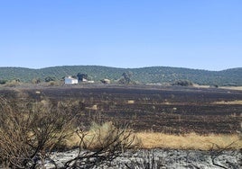 Estado en el que ha quedado una zona de la finca