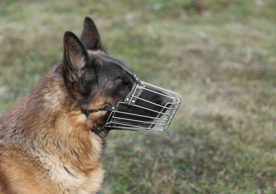 Perro con bozal