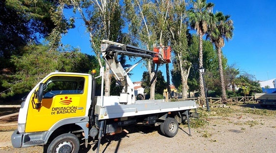 Talan ejemplares de chopos en varios parques locales