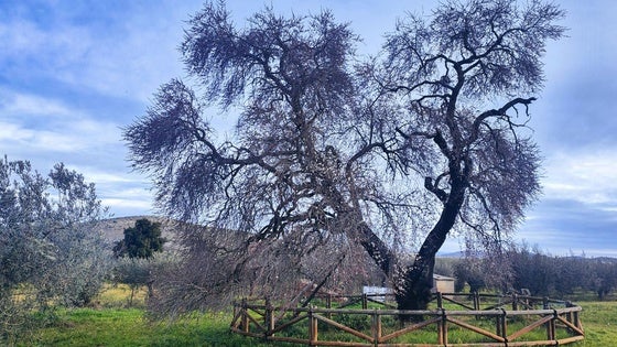 El Almendro Real comienza a vestirse de gala