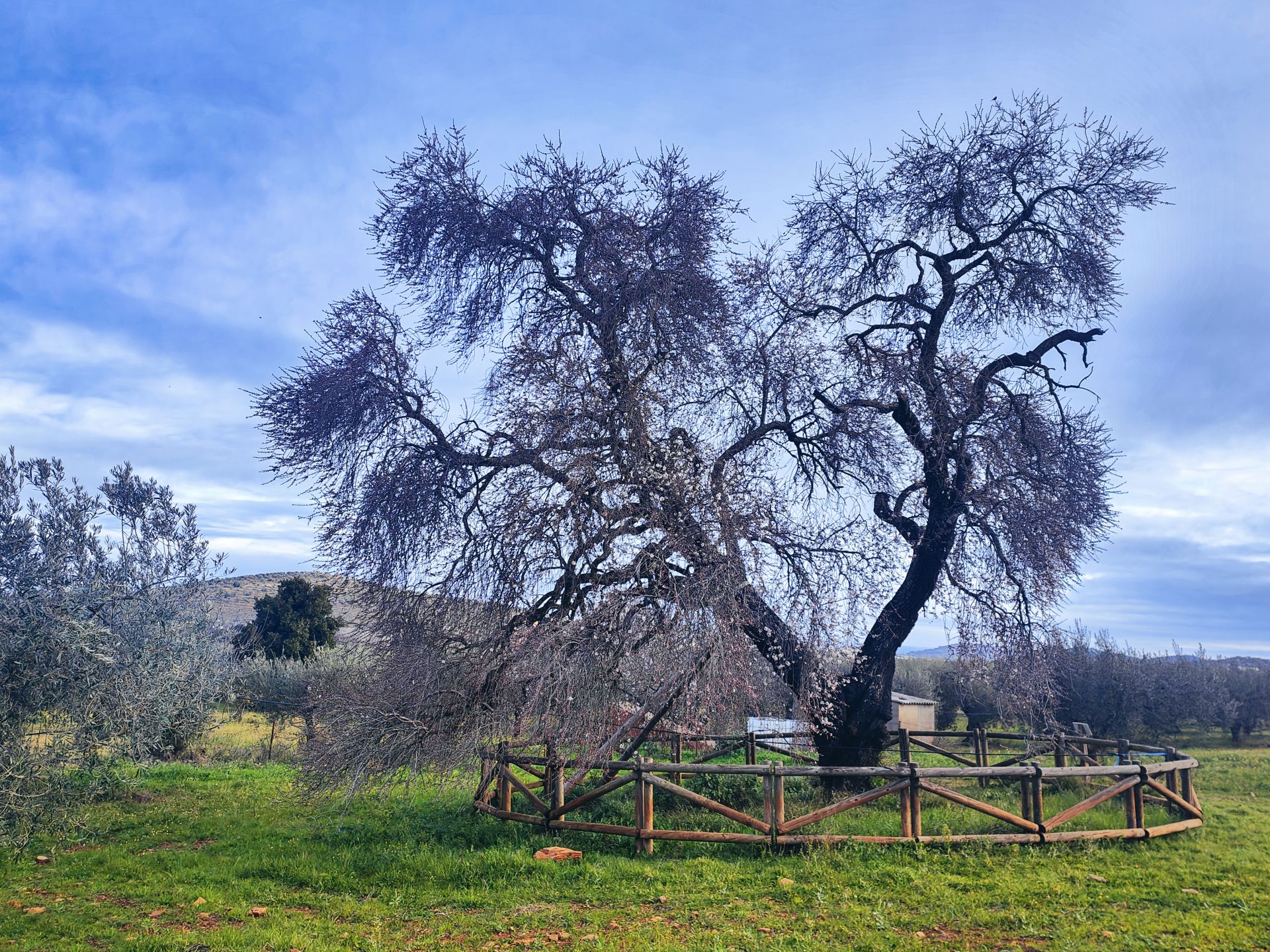 Inicio de la floración del Almendro Real