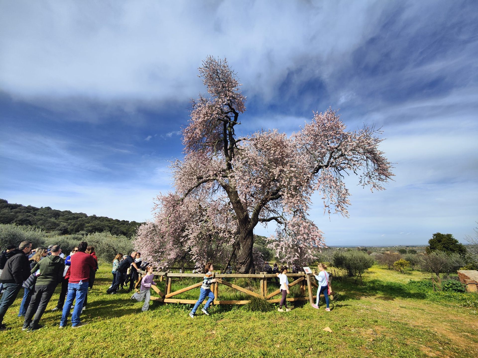 Ruta al Almendro Real