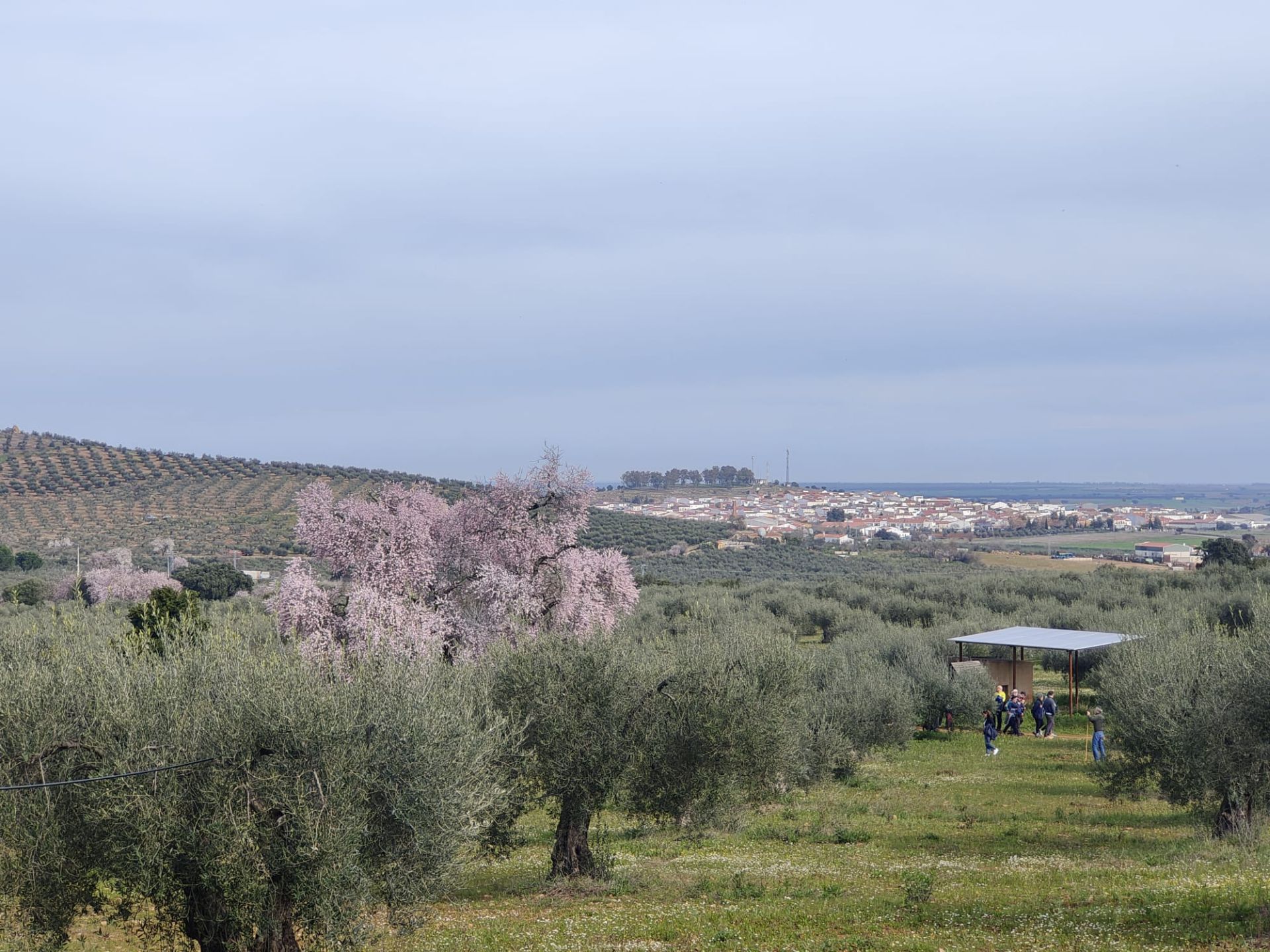 Ruta al Almendro Real