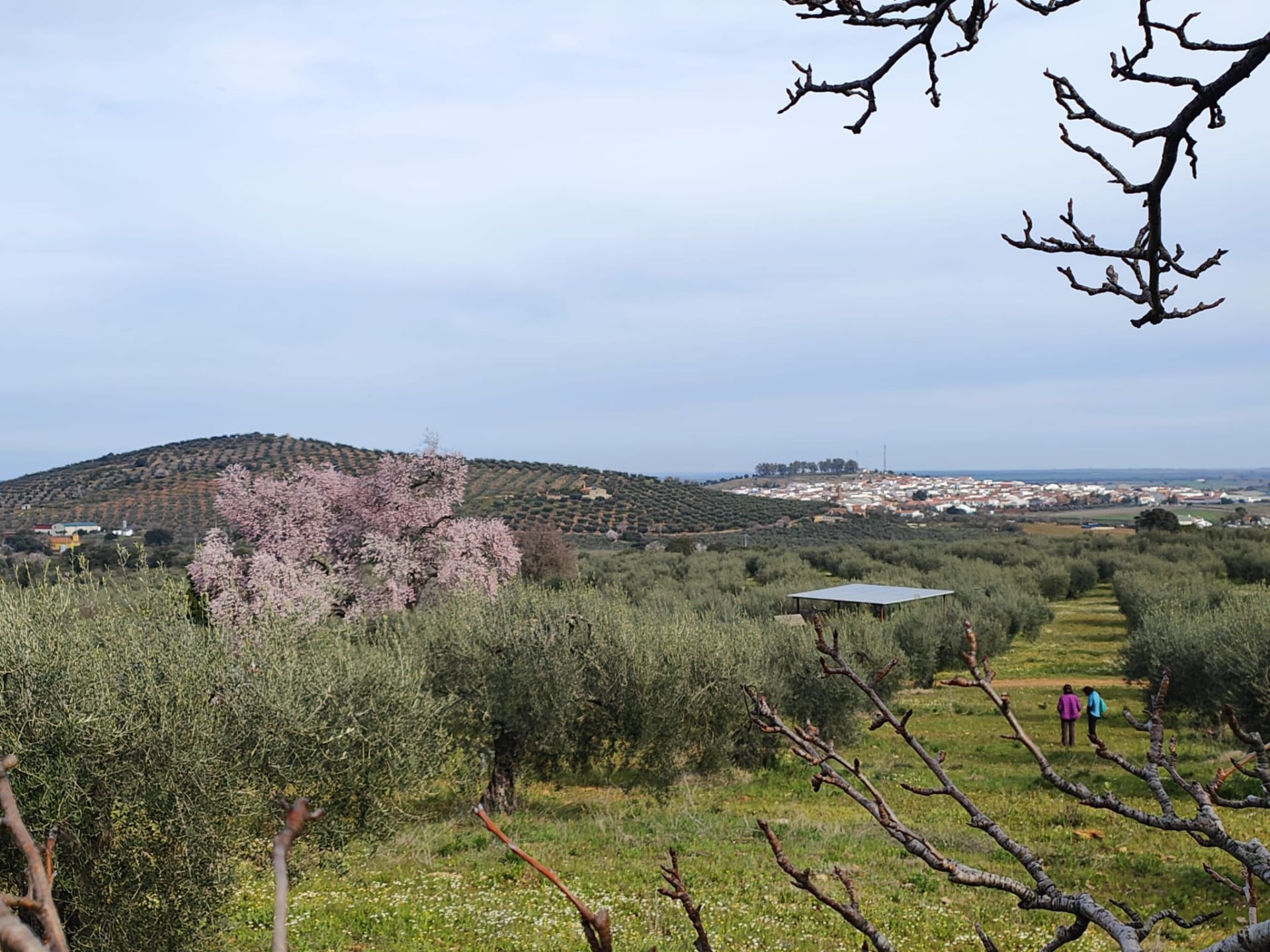 Ruta al Almendro Real