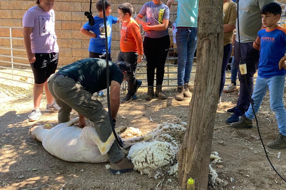 'Vive la Trashumancia' y 'Feria del Queso Artesano' (IV)