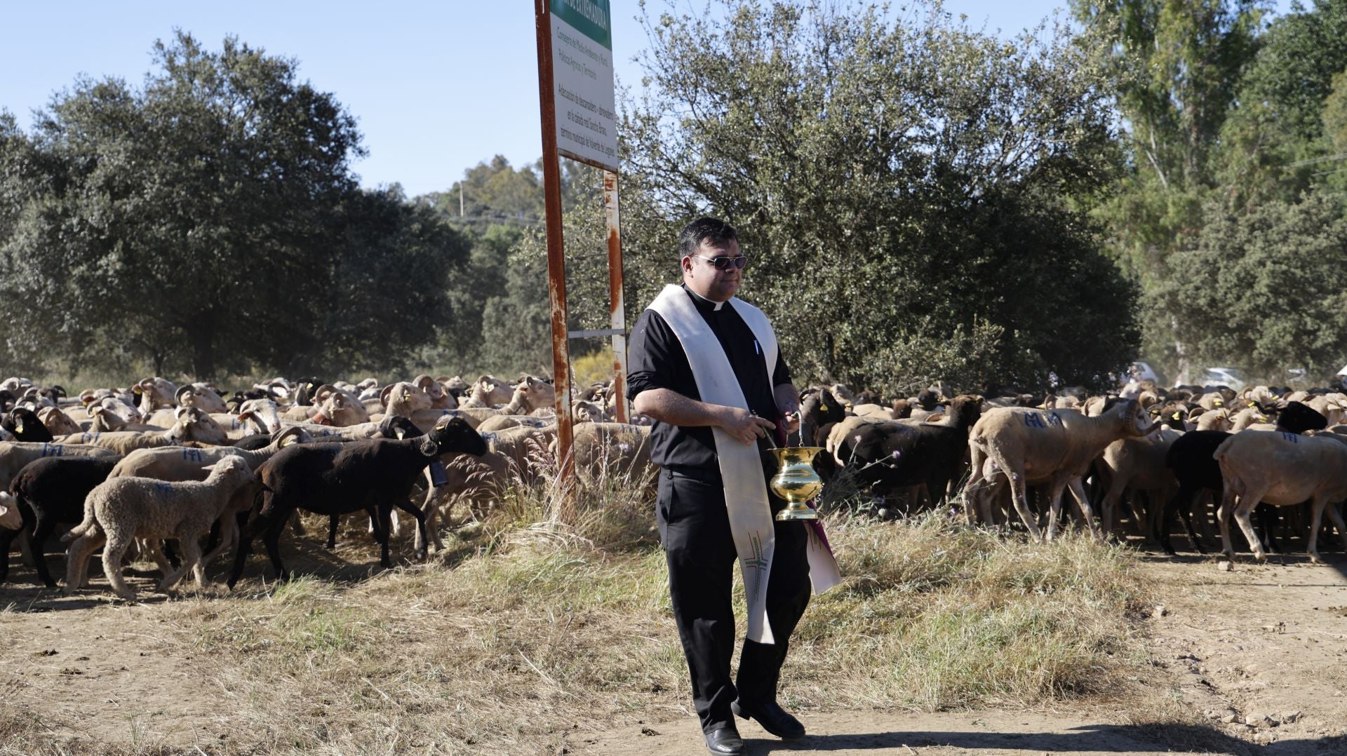 'Vive la Trashumancia' y 'Feria del Queso Artesano' (IV)