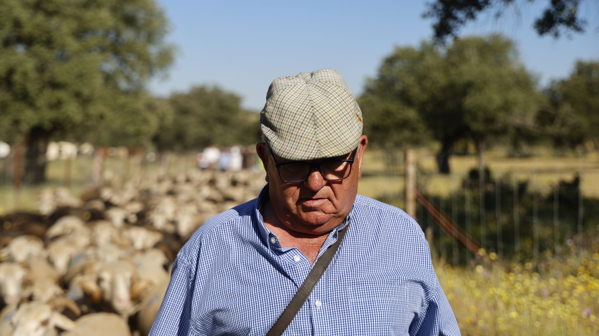 &#039;Vive la Trashumancia&#039; y &#039;Feria del Queso Artesano&#039; (IV)