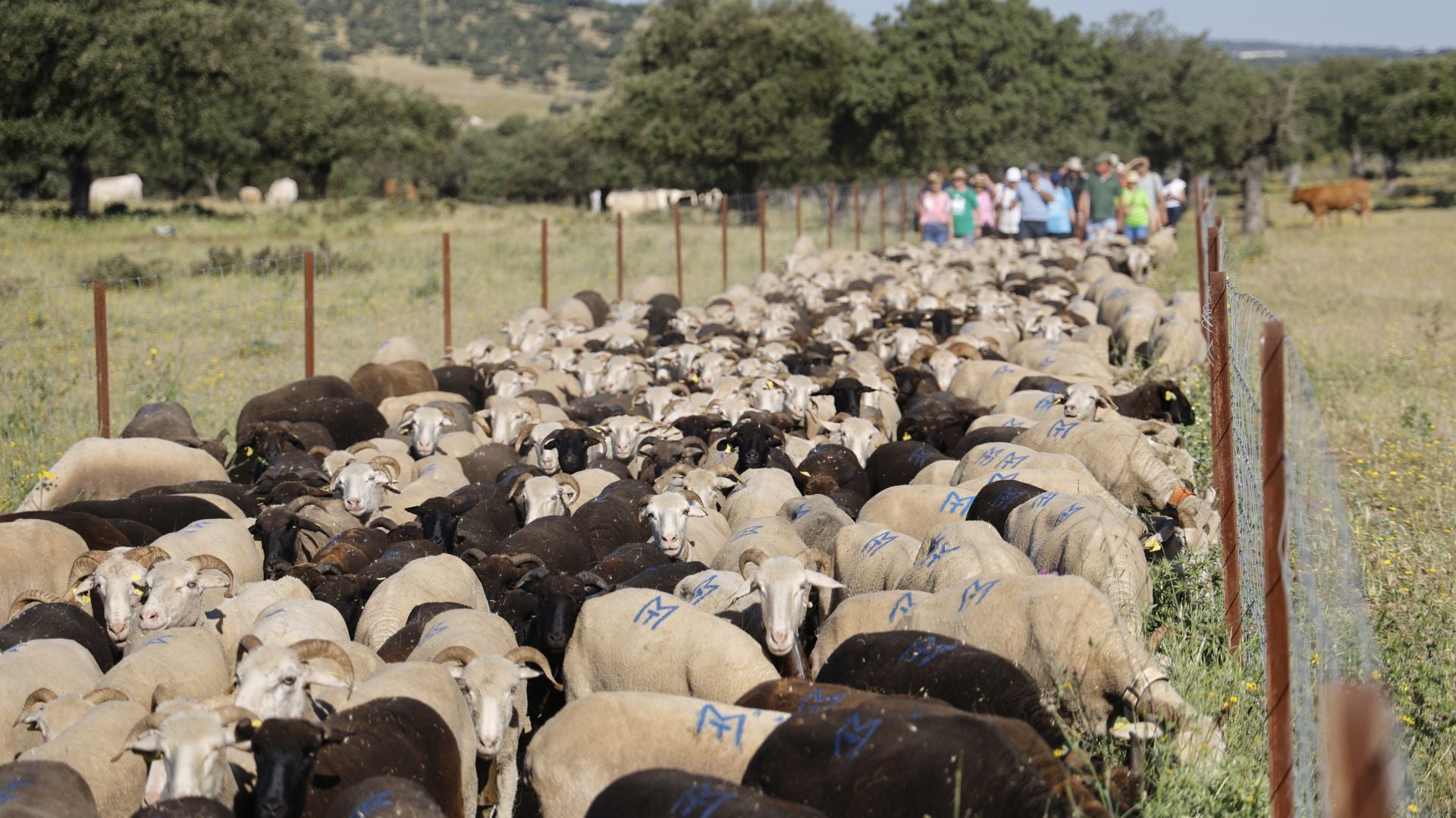 'Vive la Trashumancia' y 'Feria del Queso Artesano' (IV)