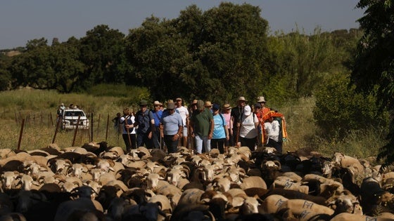 'Vive la Trashumancia' y 'Feria del Queso Artesano' (IV)