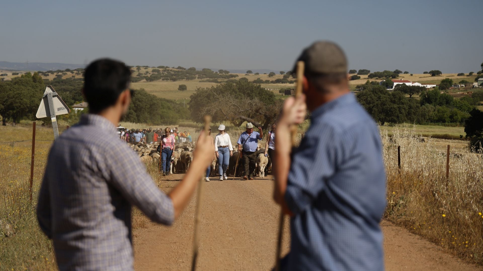 'Vive la Trashumancia' y 'Feria del Queso Artesano' (IV)