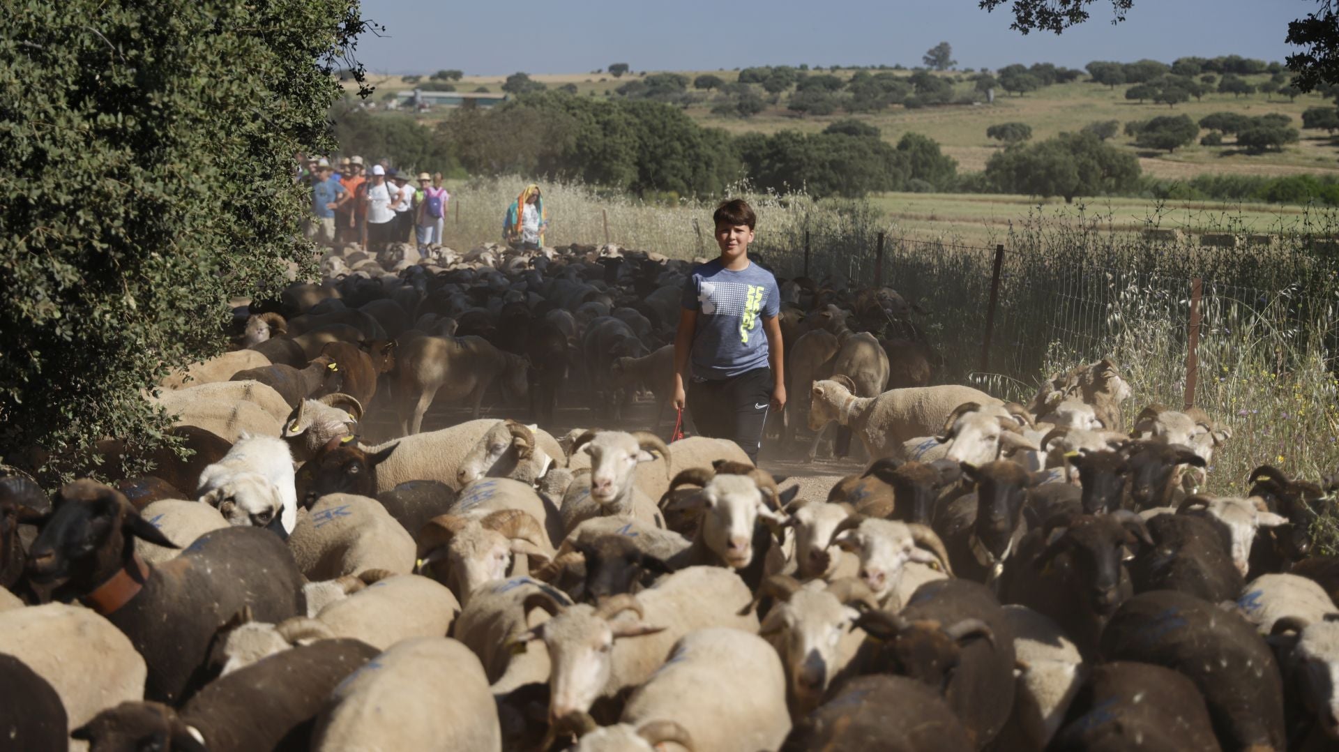 'Vive la Trashumancia' y 'Feria del Queso Artesano' (IV)