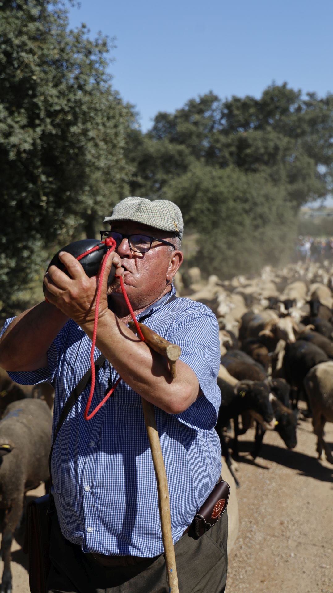 'Vive la Trashumancia' y 'Feria del Queso Artesano' (IV)
