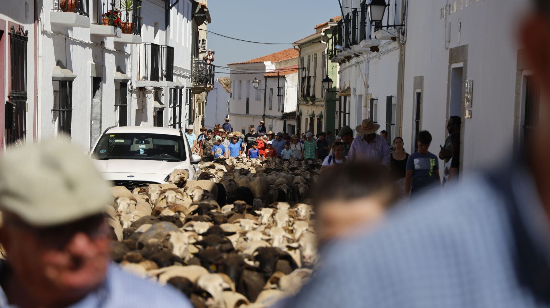 'Vive la Trashumancia' y 'Feria del Queso Artesano' (IV)