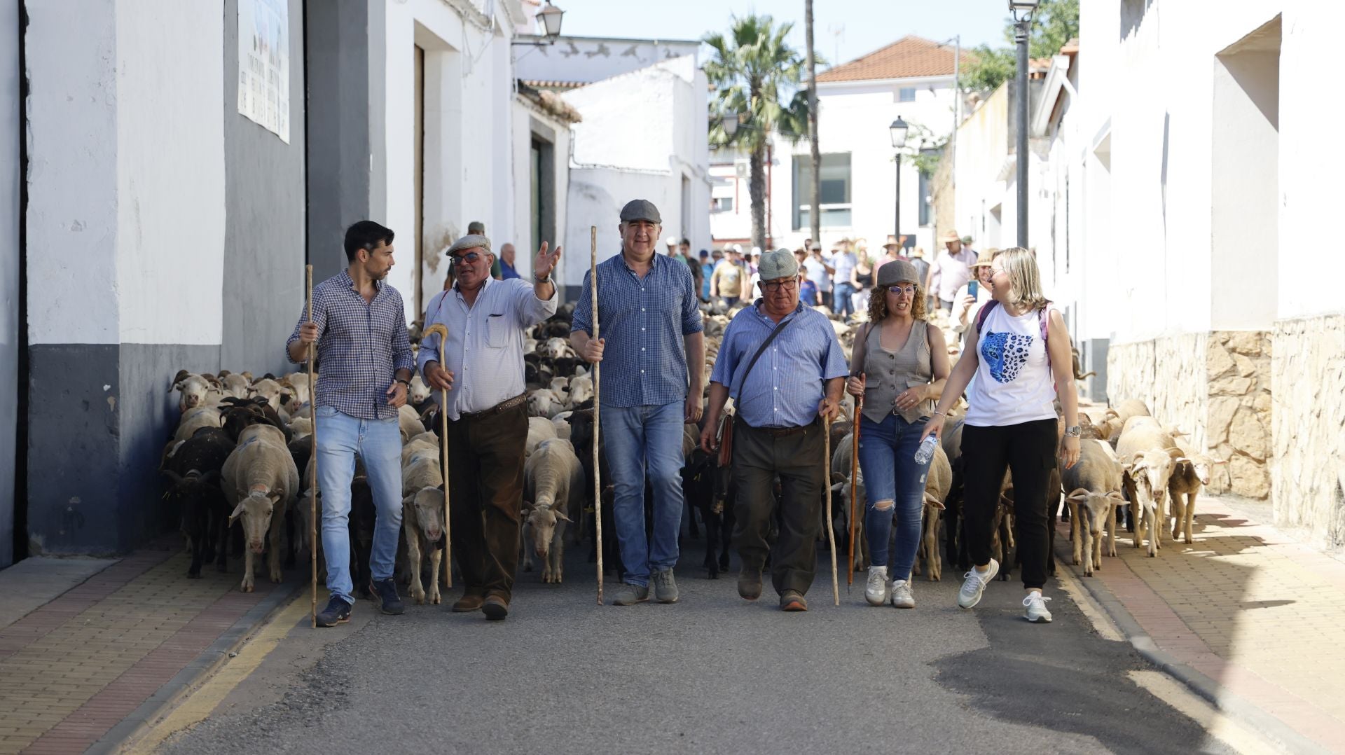 'Vive la Trashumancia' y 'Feria del Queso Artesano' (IV)