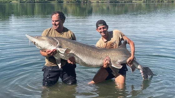Unos primos valverdeños capturan un esturión beluga de más de 80 kilos