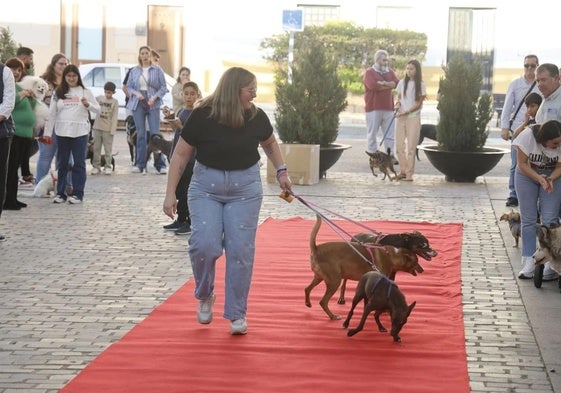 Desfile canino del año pasado