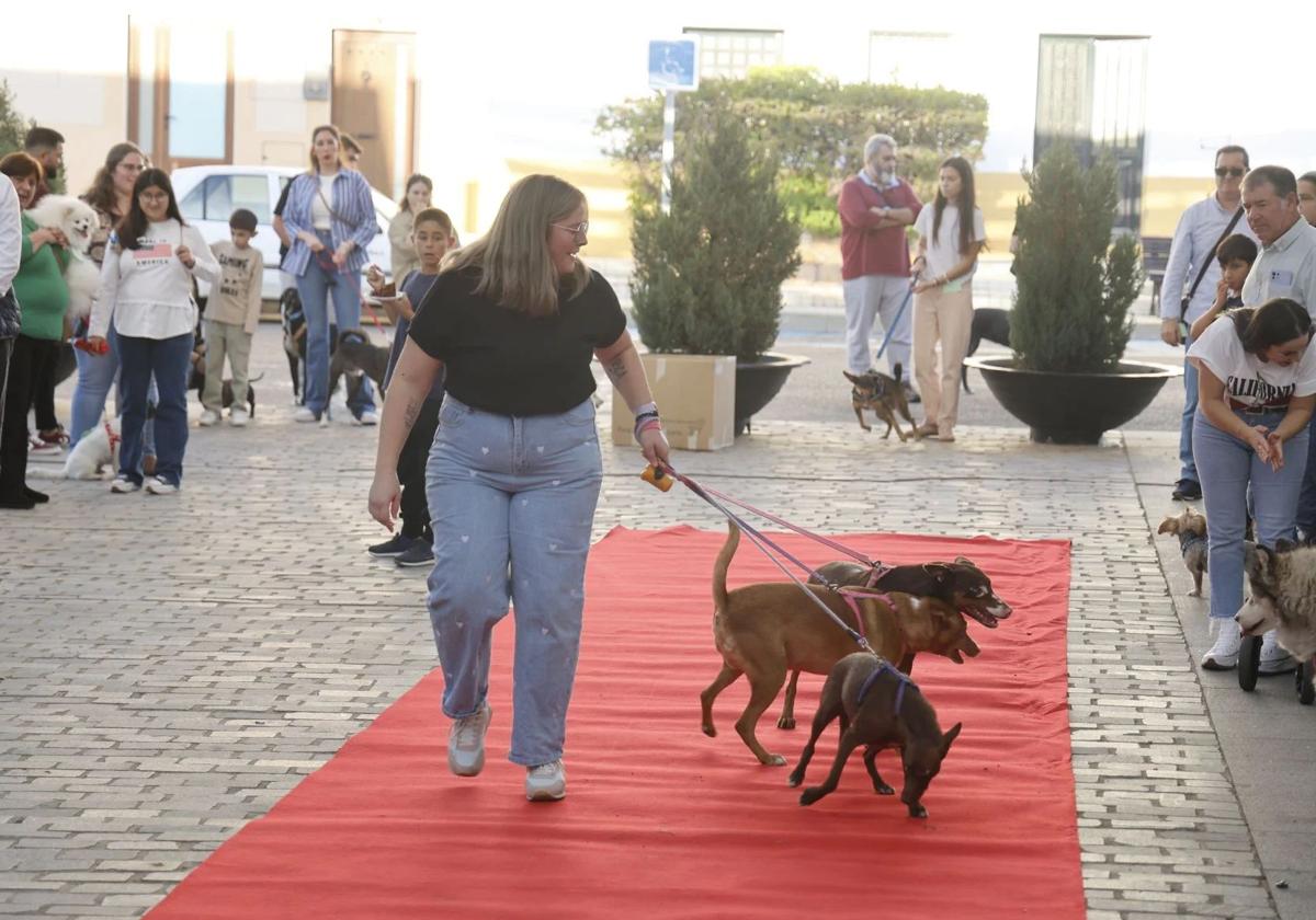 Desfile canino del año pasado