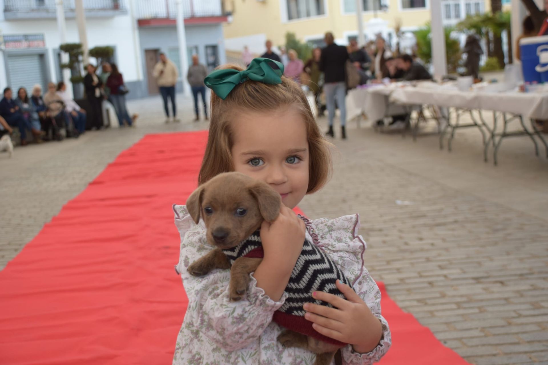 VI Desfile Canino Amaval