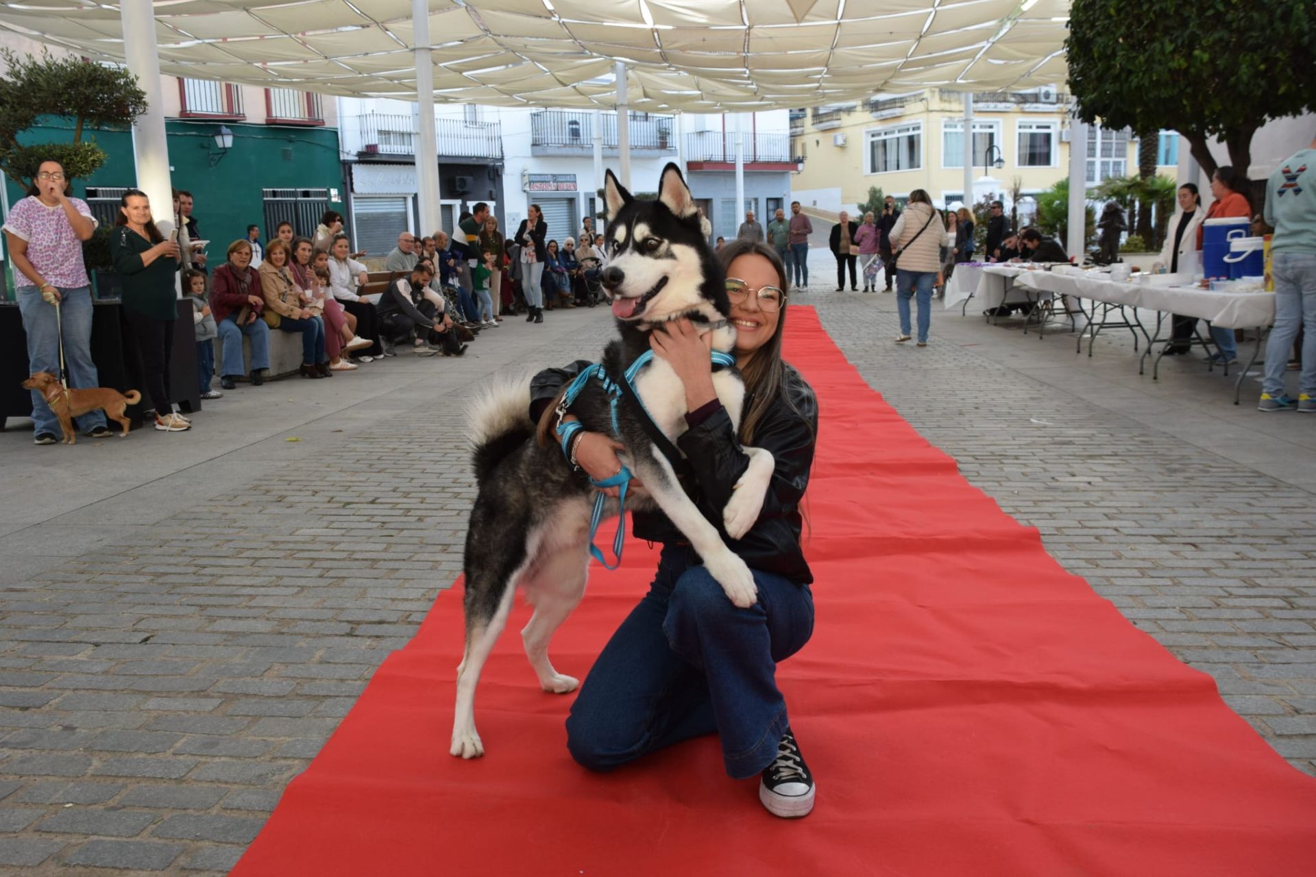 VI Desfile Canino Amaval