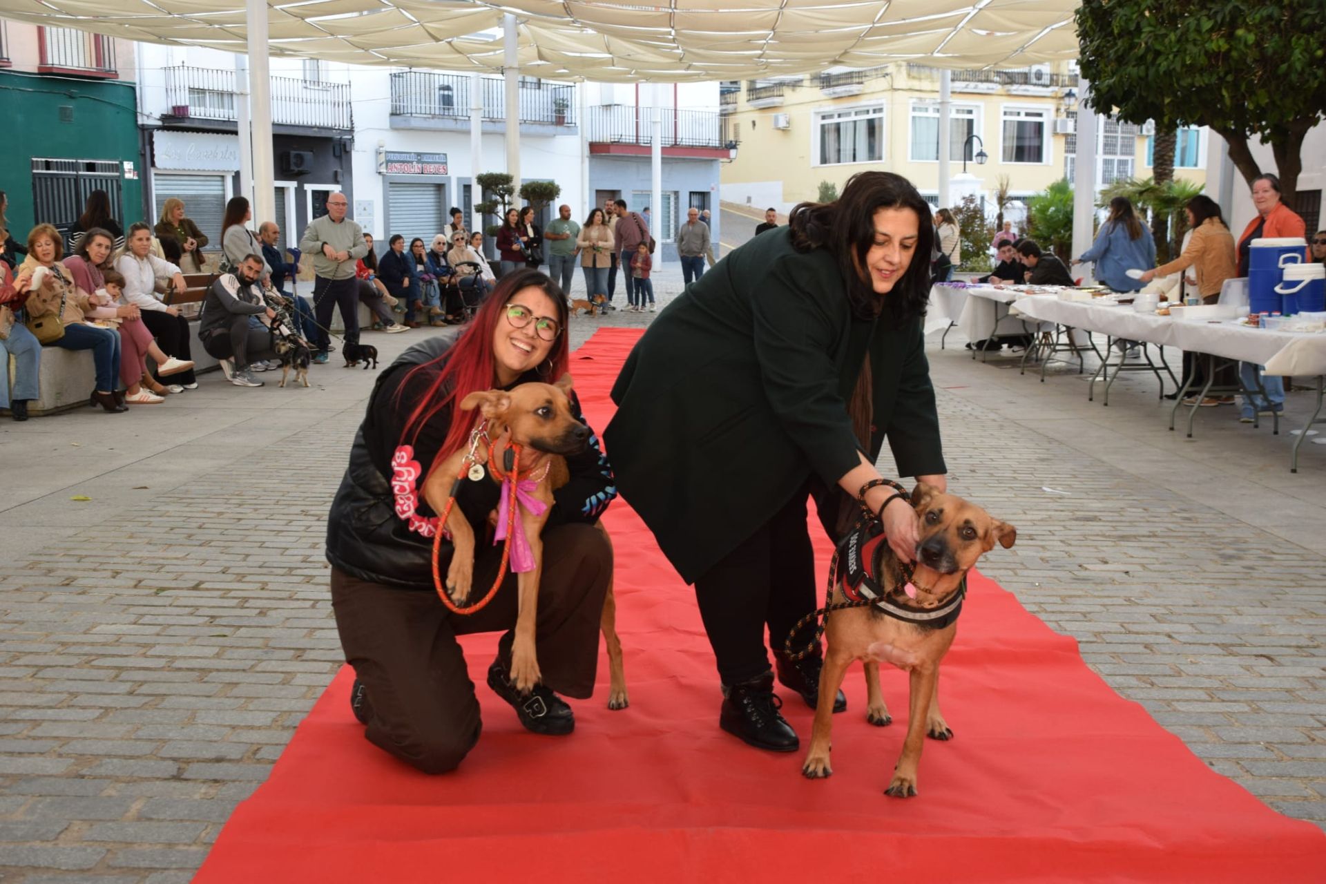 VI Desfile Canino Amaval