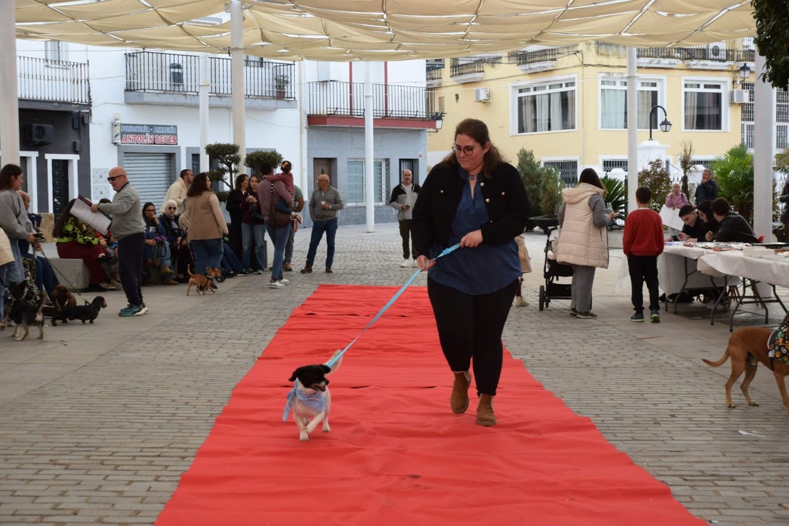 VI Desfile Canino Amaval