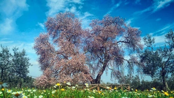 Se aproxima la floración del Almendro Real