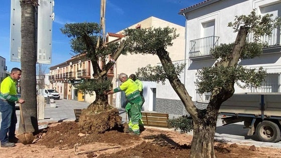 El Ayuntamiento instala olivos centenarios para embellecer el municipio