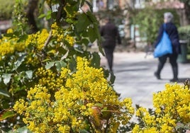 El nivel de alergia en Extremadura será el más alto del país